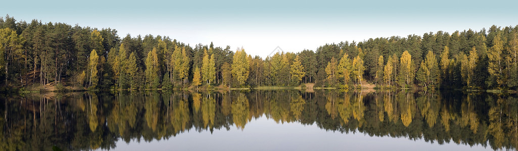 与树木倒影的野生森林湖全景金色的秋天图片