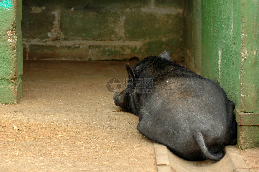 一只悲伤的越南黑猪躺在石地板上在一个稳定的休息室里等图片