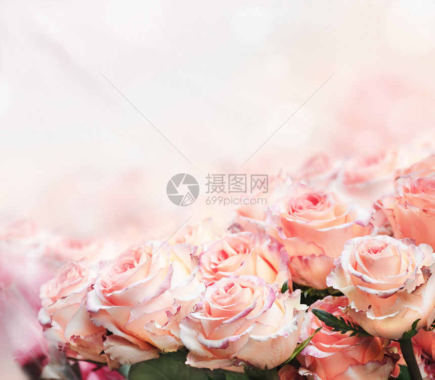 花园里美丽的粉红玫瑰特写图片