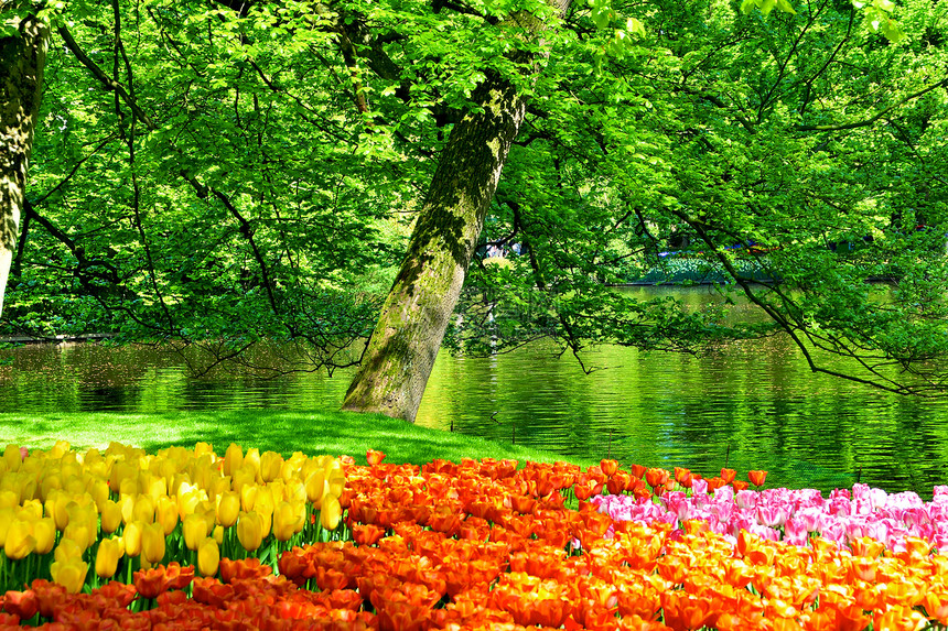 荷兰花朵图片