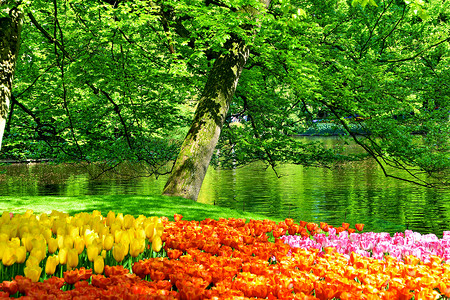 荷兰花朵图片