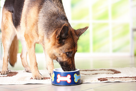 狗德国牧羊犬从碗里吃或喝图片