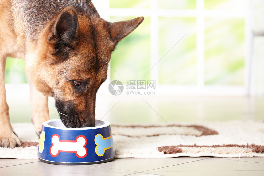 狗德国牧羊人吃或喝从碗里涂在家里的骨头横图片