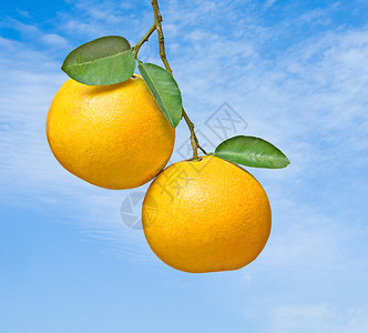 树枝上的两个葡萄柚高清图片