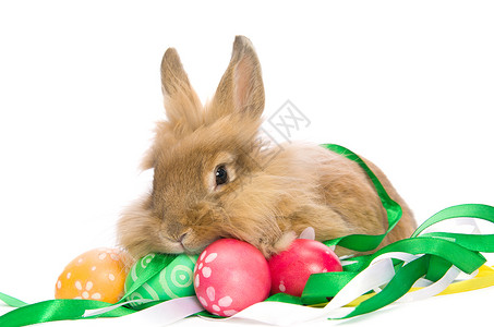 节日复活节兔子正坐在白色背景的彩蛋图片