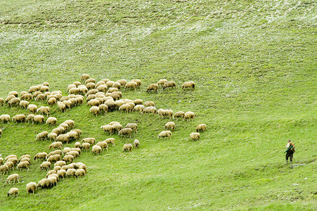 羊群马拉法特图片