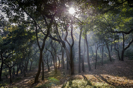 迷雾的森林随着太阳升起通过图片