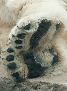 北极熊爪子的宏图片
