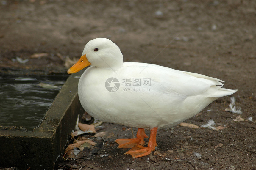 一只美丽的鸭子在家禽养殖场休息图片