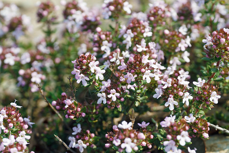 具有特征小花的百里香植物细节高清图片