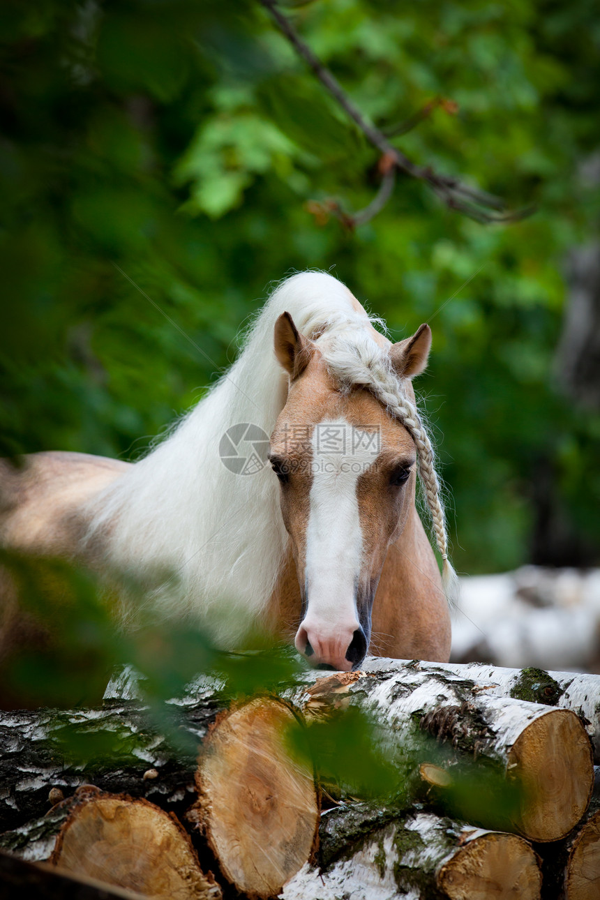 绿色森林中的威尔士小马种肖像图片