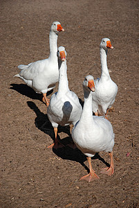 四只白鹅一起在户外的家禽图片