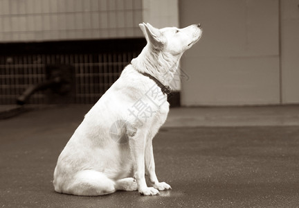 悲伤孤独的白狗图片