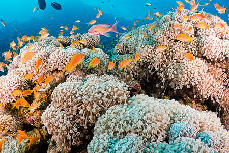 埃及红海的珊瑚和鱼类图片