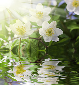 水滴和太阳水中的白海葵图片