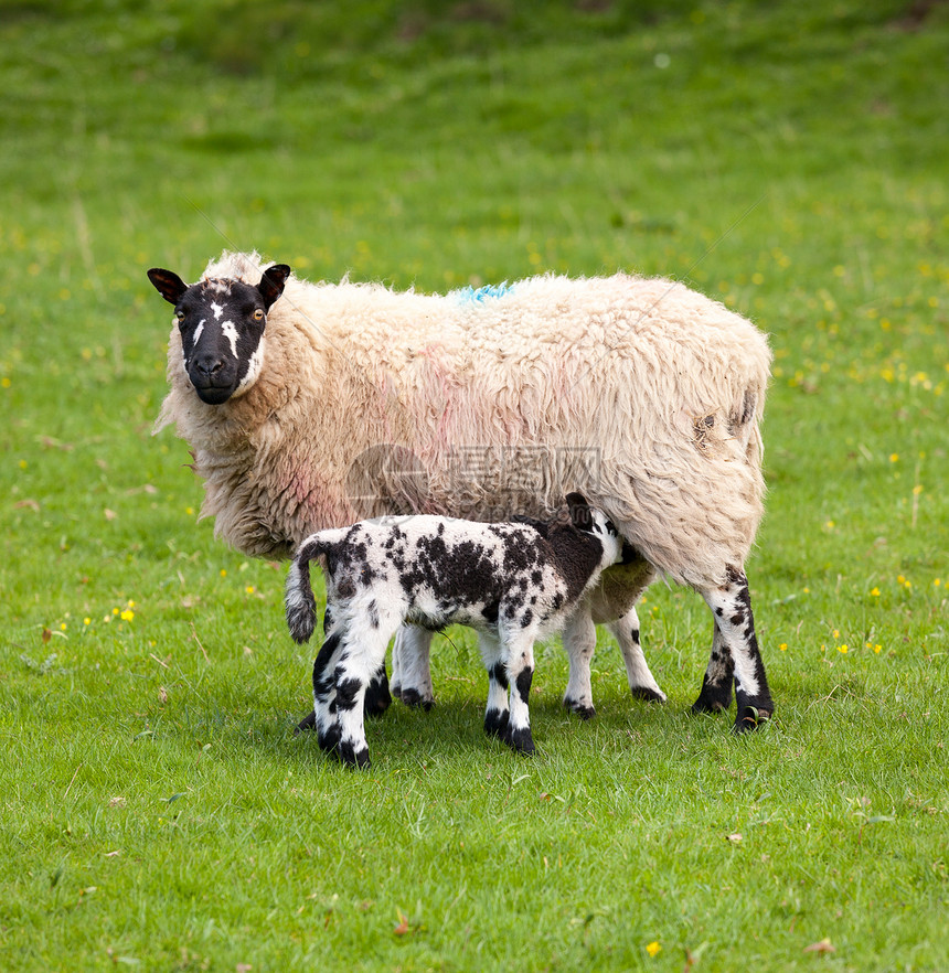 两只用母羊喂养的黑白羊毛的威尔士羔羊图片