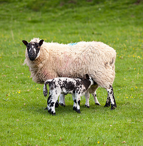 两只用母羊喂养的黑白羊毛的威尔士羔羊图片