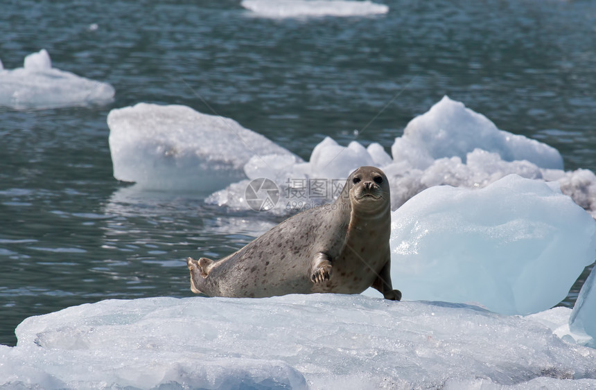 在阿拉斯加海岸外的威廉海瑟王子冰流上印有一艘港口海豹又称普通图片