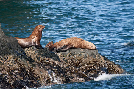 几只史黛拉海狮在阿拉斯加威廉王子湾沿海地区的岩石海岸上躺着的照片图片
