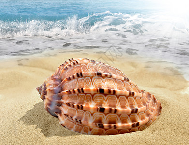 海滩上的海螺壳背景图片