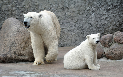 白北极熊图片