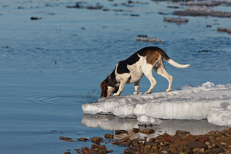 岸上的狗从海湾喝水图片