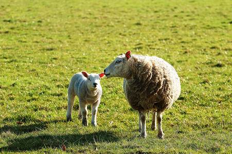 母亲与她的春天羔羊图片