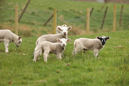 春季羔羊图片