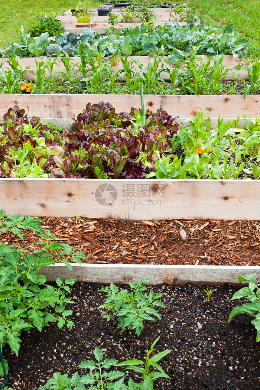 由木板制成的一排高架床创造了一个蔬菜花园图片