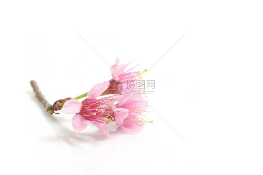樱花粉红色的沙库拉花朵在白色图片