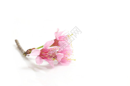 樱花粉红色的沙库拉花朵在白色图片