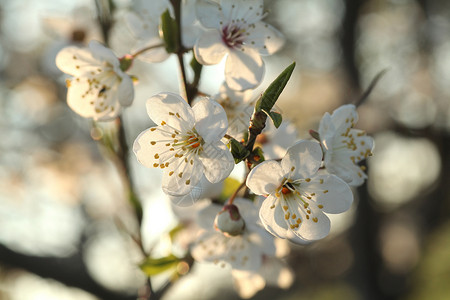 春天的花朵特写镜头由早晨的阳光照亮图片