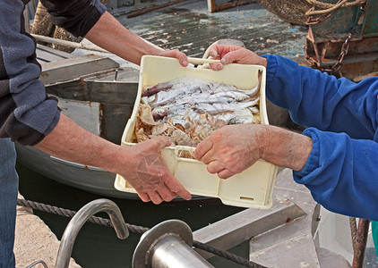 渔民在意大利渔船上卸下一箱新捕到的鱼和甲壳类动物背景图片
