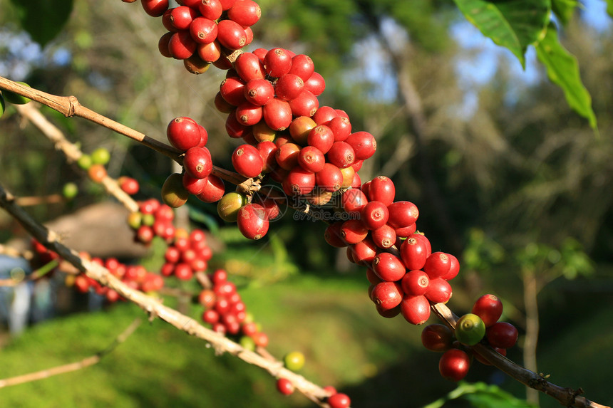 咖啡豆在植物上成熟图片