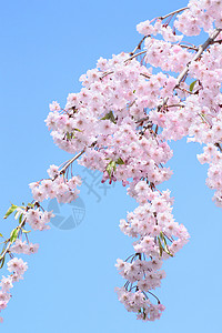 弘前公园盛开的樱花图片