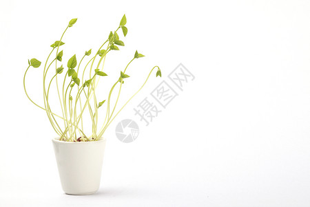 白色小锅上的植物芽图片