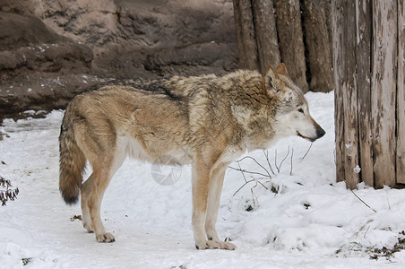雪景上的深灰野狼图片