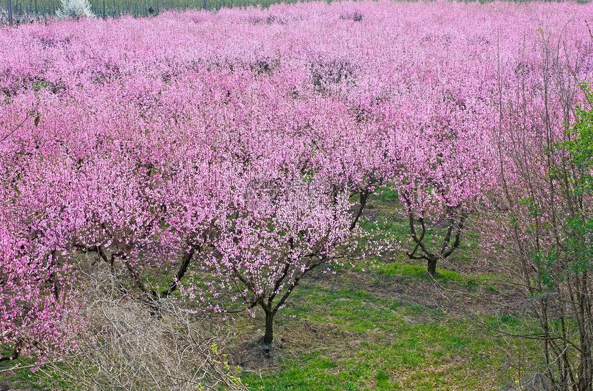 春天的乡村桃园里开满了粉红色的花朵图片