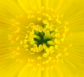黄色Marigold花朵中心的宏关闭有黄色背景的P图片