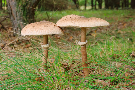 阳伞蘑菇16图片