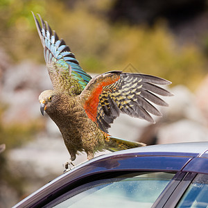 新西兰高山鹦鹉Kea图片