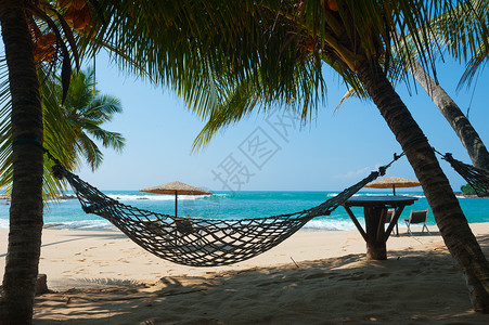 斯里兰尔卡热带海滩棕榈图片