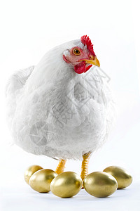 被金蛋包围的母鸡的形象图片