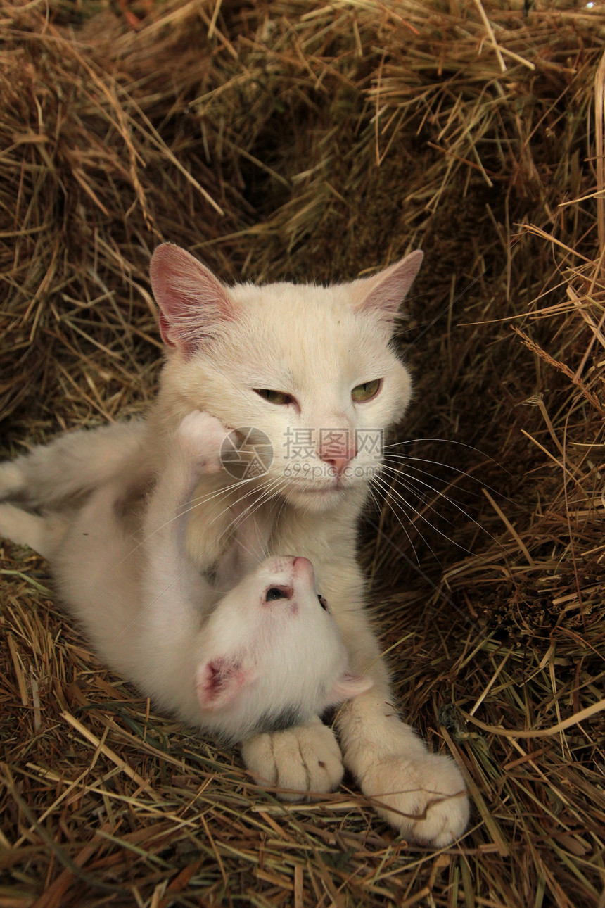 白色母猫和她的小猫在稻草上玩耍图片