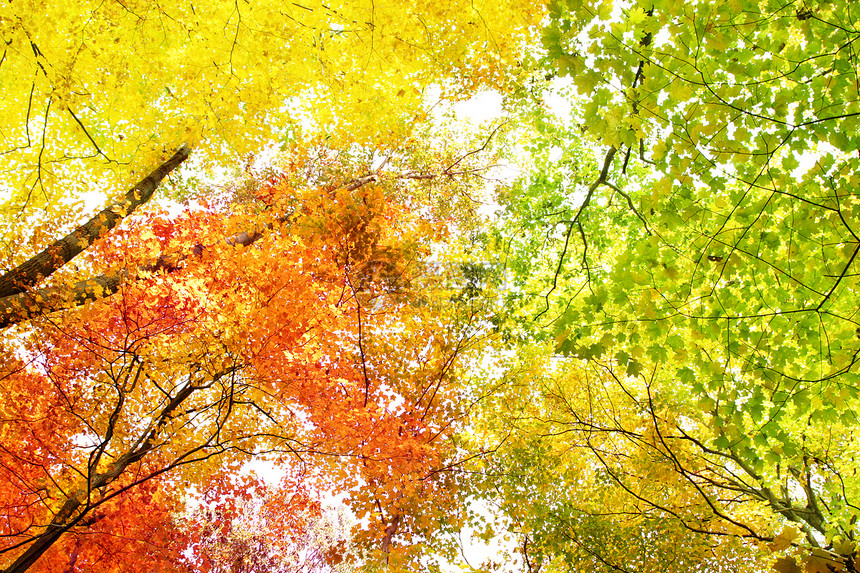 秋天颜色的树图片