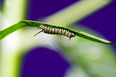 绿叶上的帝王蝶毛虫背景图片