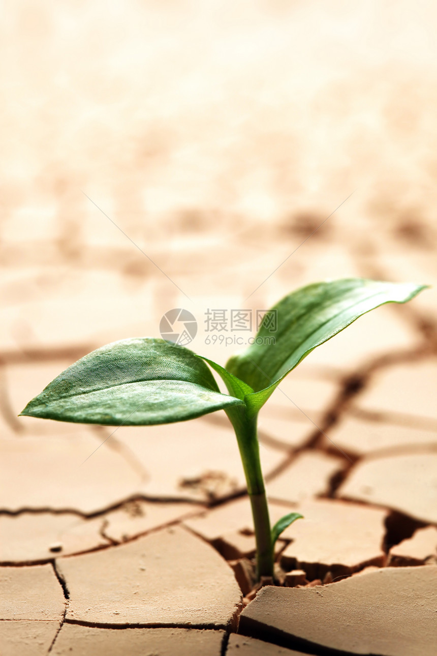 干裂泥中的植物图片