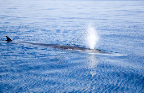抹香鲸在海上吹图片