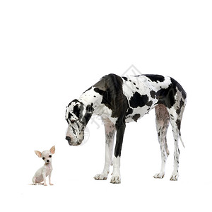 大达尼哈勒奎因和小狗吉娃在白人背景图片