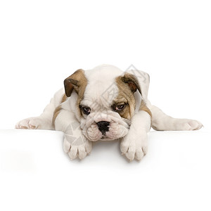 在白色背景面前躺着的英国牛狗小EnglishBulldog图片